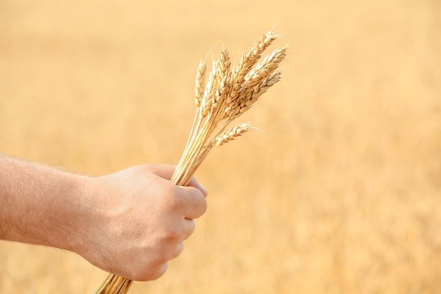 Photo man's hand holding wheat on blurred background