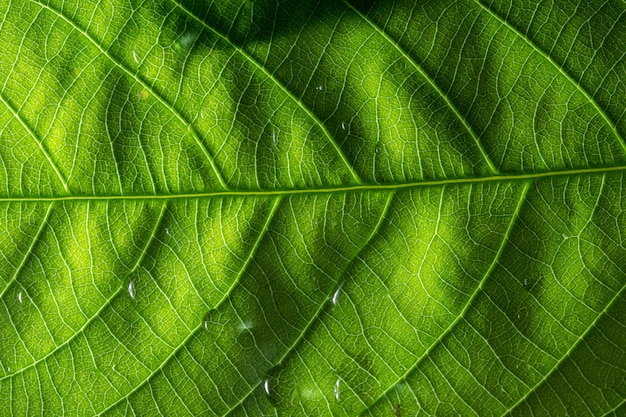 Photo macro leaf pattern background