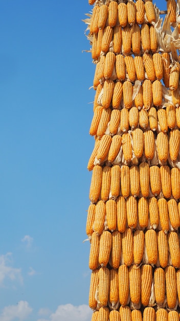 Photo maize corn stack with clear blue sky background.