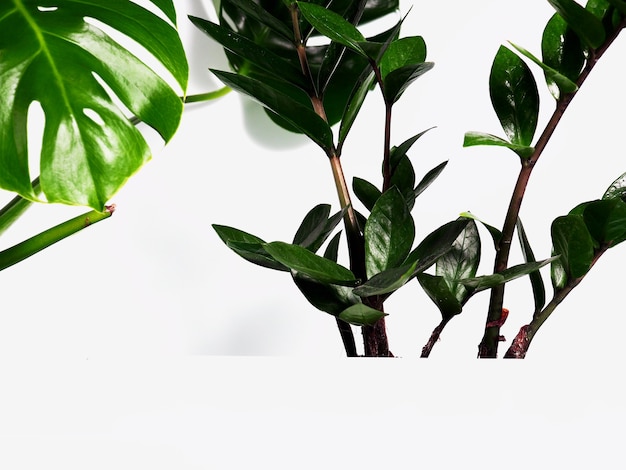 Photo monstera leaves and zamioculcas as a background behind a white shelf, a podium for design.