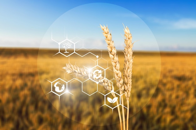 Современные и умные сельскохозяйственные приложения, поле пшеницы