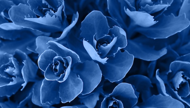 Фото Идеальный естественный сочный узор фона синий темный и угрюмый фон для вашего дизайна вид сверху