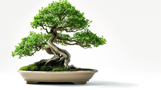 Photo photo of bonsai tree in a pot in isolated background a perfect bonsai plant ai generated