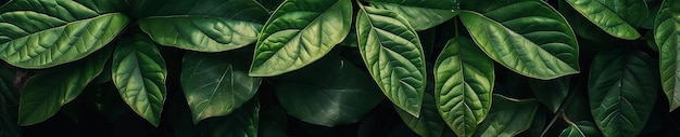 Photo photo of green plant leaf frame background