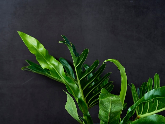 Фото Филодендрон ксанаду лист растения тропический