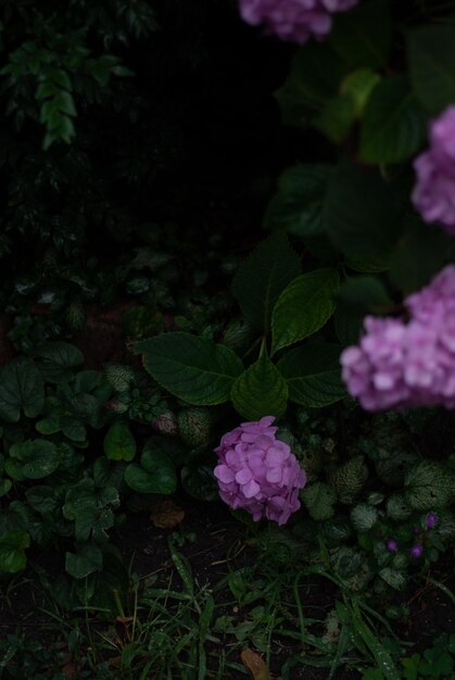 Фото Розовые цветы хринтантемы в саду