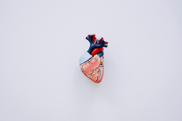 Realistic heart with white background