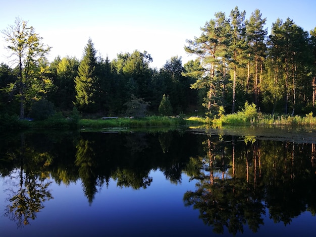 Фото Отражение деревьев в озере на небе