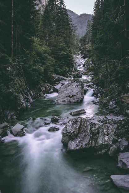 Фото Река, протекающая в лесу.