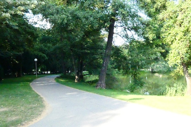 Photo road amidst trees in park