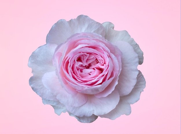 Roze roos geïsoleerd op lichtroze achtergrond voor uw Valentijnsontwerpidee, een witte roos van Thaise soorten met veel lagen bloemblaadjes die elkaar overlappen
