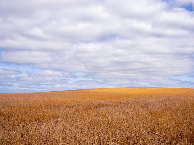 Фото Вид на пшеничное поле на фоне облачного неба