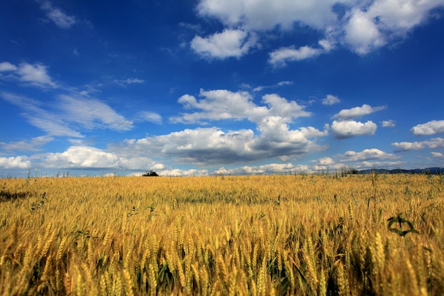 Фото Сценический вид сельскохозяйственного поля на фоне неба