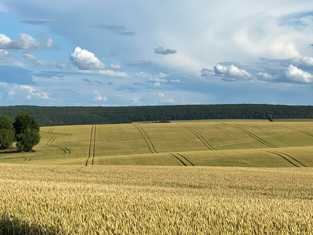 Фото Сценический вид сельскохозяйственного поля на фоне неба