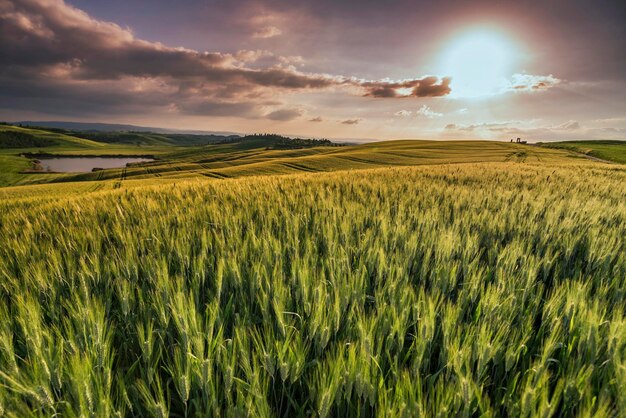 Фото Вид на сельскохозяйственное поле на фоне неба