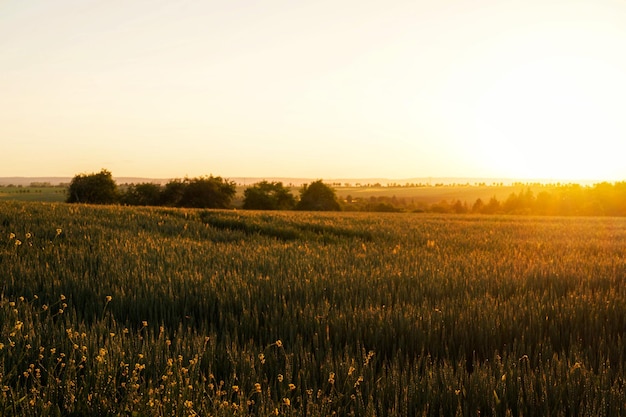 Фото Красивый вид на поле на фоне ясного неба во время захода солнца