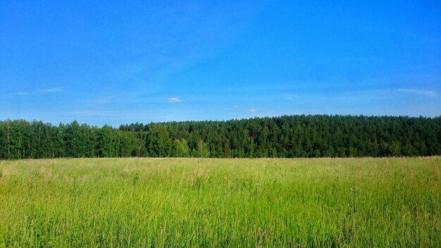Фото Красивый вид на травяное поле на фоне неба