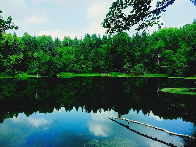 Фото Красивый вид на озеро и деревья, растущие на фоне неба