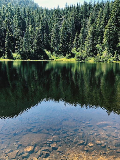 Фото Красивый вид на озеро в лесу