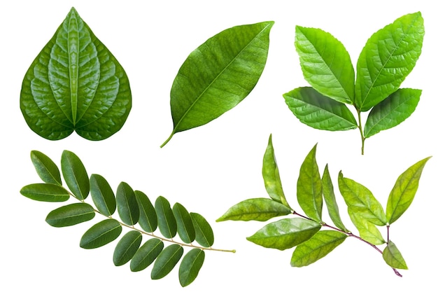 Photo set of tropical fresh green leaf on greenery season isolated on white background