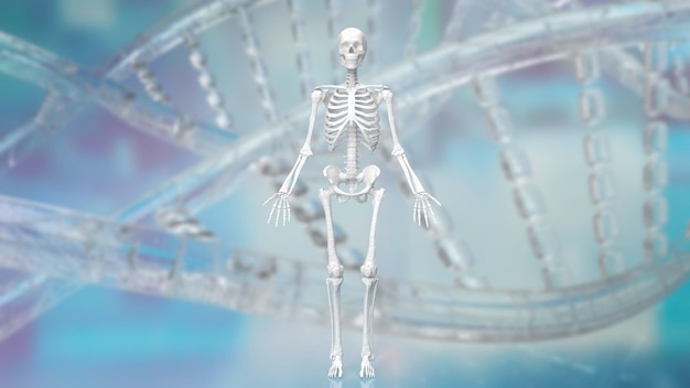 Скелет на фоне днк для медицинской или научной концепции 3d-рендеринга