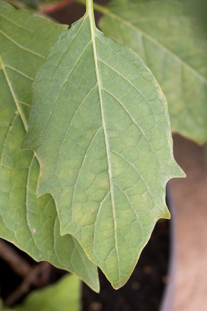 Одиночный зеленый лист на сухой ветке