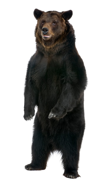 Photo siberian brown bear