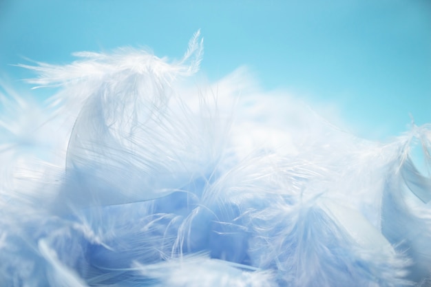 사진 부드럽고 흐림 스타일 선택적 포커스 파란색 뒷면에 닭 깃털의 파스텔 블루 청록색
