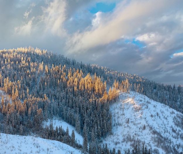 Солнечный свет на вершинах елей на склоне горы вечером Карпаты Сколевские Бескиды Львовская область Украина