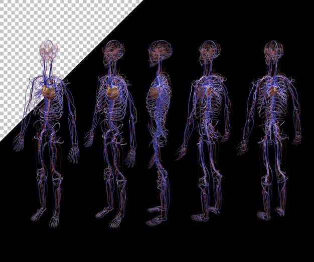 PSD 3d rendering human angiology vein nerve perspective view
