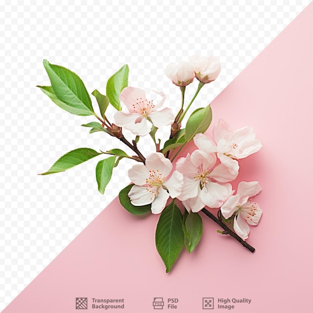 PSD 사진 속 분홍색 꽃을 지탱하는 신선한 녹색 잎