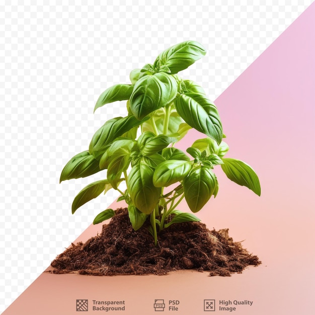 PSD l'immagine di una pianta con sopra l'immagine di una pianta.
