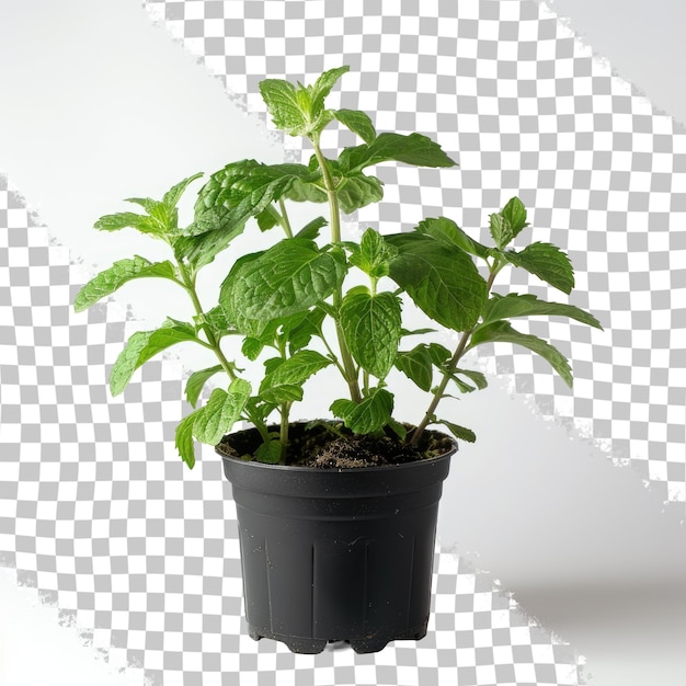 PSD una pianta in una pentola nera con una foglia verde su di essa