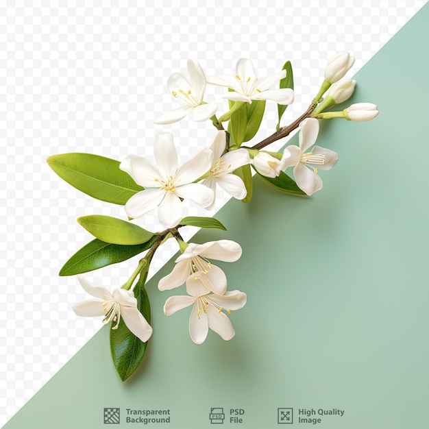PSD 투명한 배경에 흰색 자스민 꽃