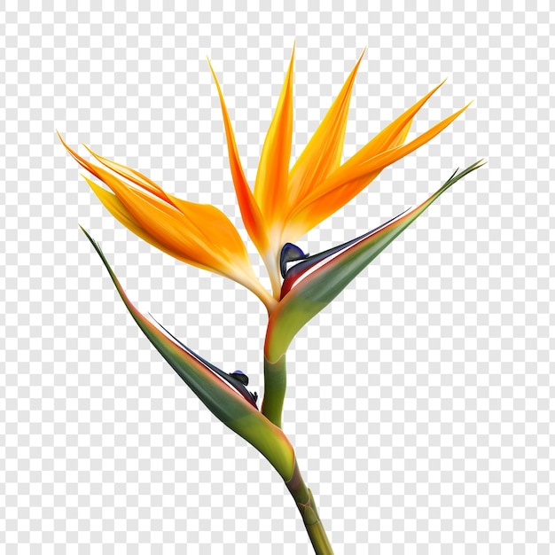 PSD gratuit fleur d'oiseau de paradis isolée sur fond transparent