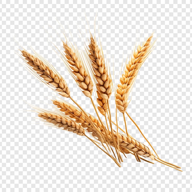 PSD gratuito trigo aislado sobre fondo transparente