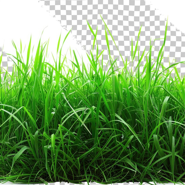 PSD ein grasfeld mit einem weißen hintergrund mit einem raster, auf dem das gras steht
