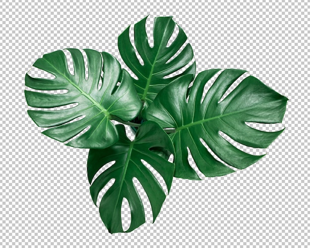 PSD feuille de monstera verte sur la transparence isolée. feuilles tropicales