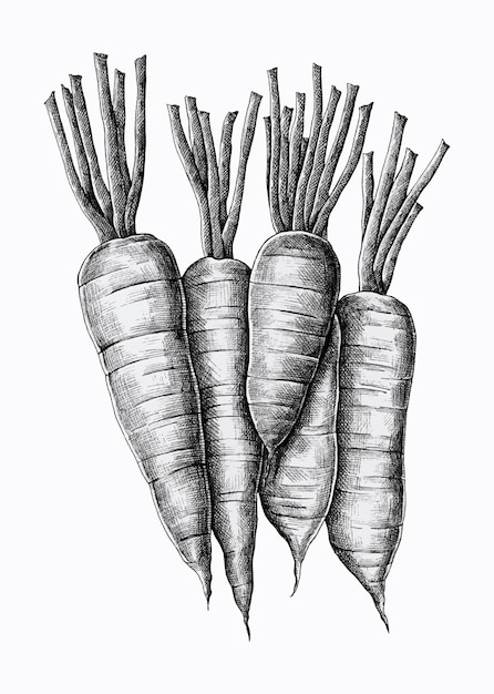 Vector gratuito vector de cinco zanahorias dibujadas a mano