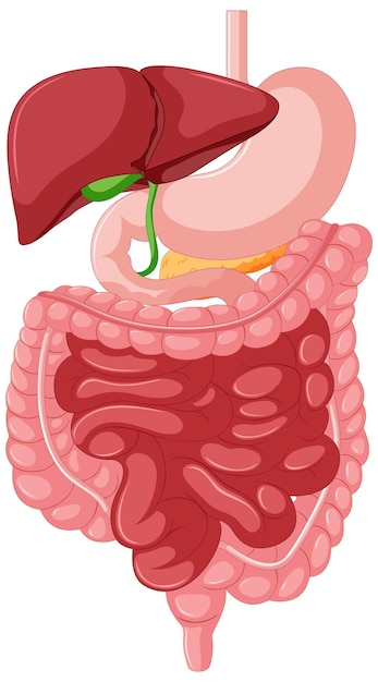 Vector gratuito anatomía del tracto gastrointestinal para la educación.