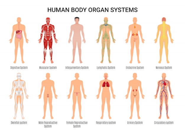 Vector gratuito cartel del personaje de los sistemas de órganos del cuerpo humano