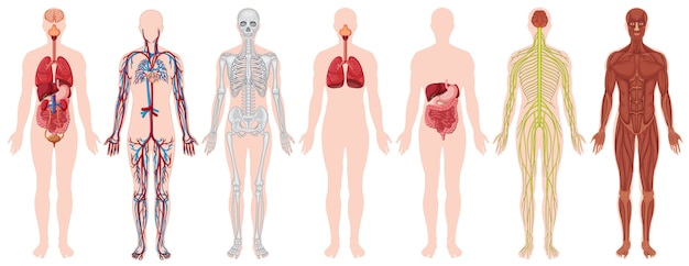 Vector gratuito conjunto de cuerpo humano y anatomía.