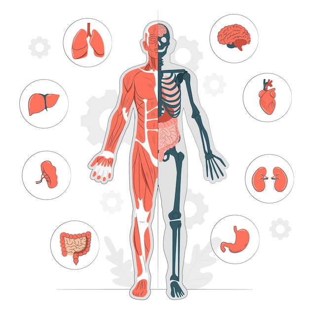Vector gratuito ilustración del concepto de anatomía del cuerpo