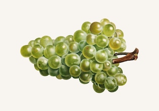 ilustraciones de uvas