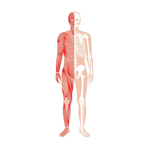 Vector sistema muscular humano