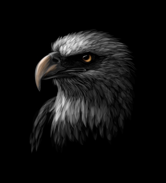 Retrato de una cabeza de águila calva sobre un fondo negro. Ilustración vectorial