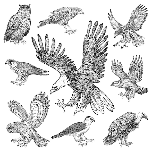 Vecteur ensemble d'oiseaux réalistes autour des palombes vautour fauve busard pâle cerf-volant noir hibou et aigle croquis vectoriel dessiné à la main dans un style graphique gravé