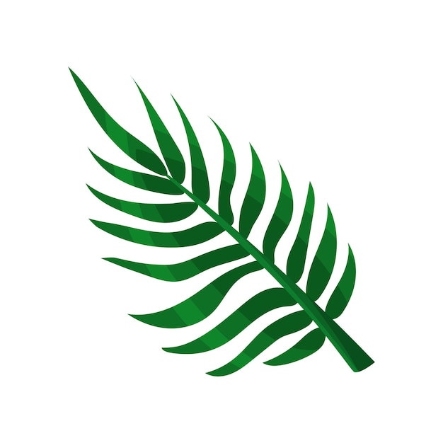 Vektor grüne areca-palmenblatt-vektor-illustration isoliert auf weißem hintergrund