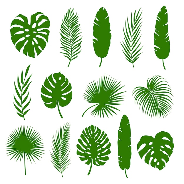 Vektor palmblätter eingestellt, silhouetten tropischer pflanzen