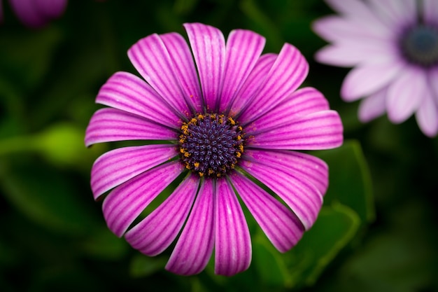 Gratis foto mooi macrobeeld van een paarse kaap daisy in een tuin